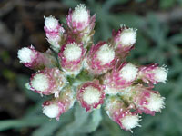 Antennaria rosea