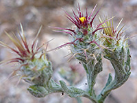 Centaurea melitensis