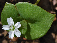 Claytonia perfoliata