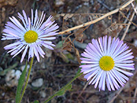 Erigeron lobatus
