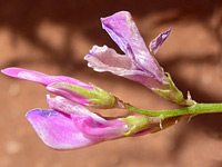 Hedysarum boreale