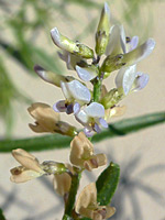 Ladeania lanceolata