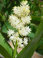Maianthemum racemosum