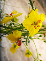 Parkinsonia aculeata