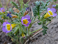 Phacelia bicolor