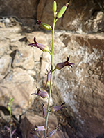 Streptanthus cordatus