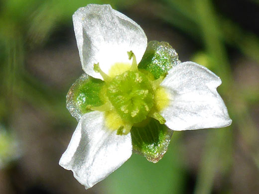 Northern Water-Plantain; Northern water-plantain (alisma triviale), Pomeroy Tanks, Sycamore Canyon, Arizona