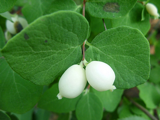 Common Snowberry; Two white fruit of common snowberry (symphoricarpos albus), along the Fern Lake Trail, Rocky Mountain National Park, Colorado