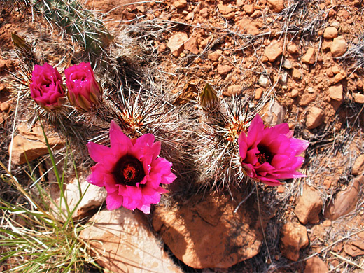 Flowering cluster